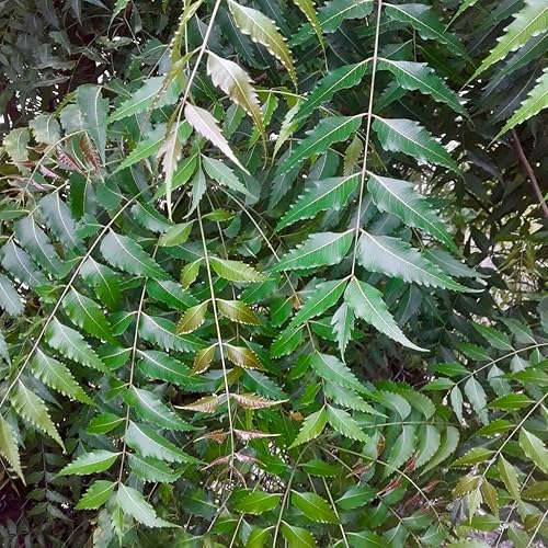 Miniatura 4 de Neem jamaicano