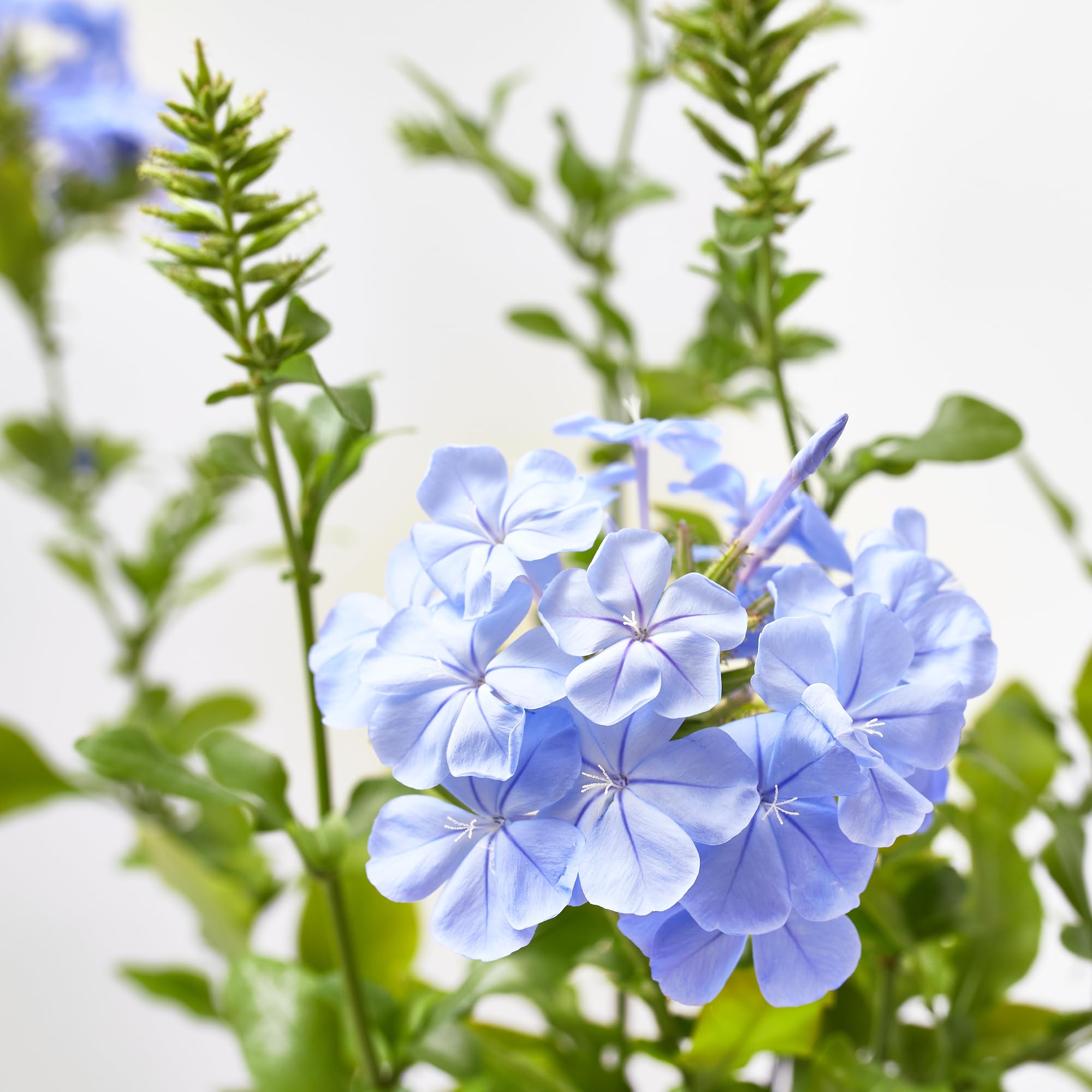 Verdecora Jazmín Azul | Planta natural de exterior en maceta de 3L | Plumbago Azul - Plumbago del Cabo - Jazmín del Cielo | Planta trepadora | Planta natural de exterior con flor |