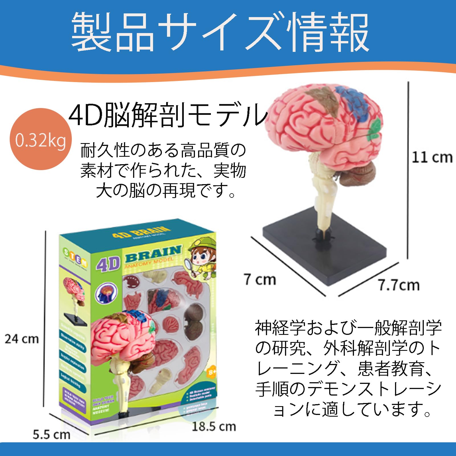 Amazon.co.jp: MOSABRUKI 脳 模型 脳解剖モデル 4D組立・分解 脳トレ