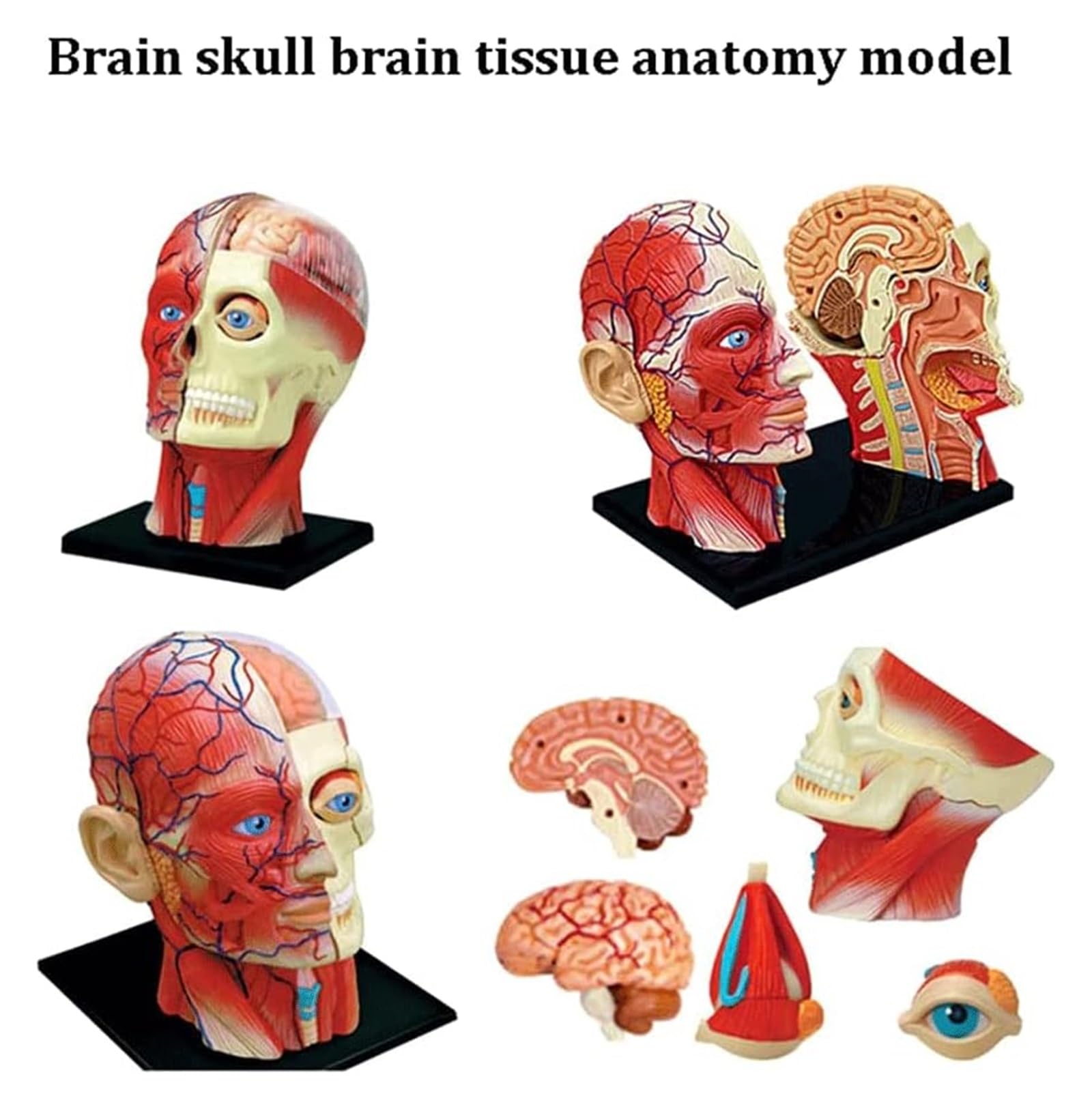 Model Anatomii Człowieka W 4D, Model Ciała Człowieka, Model Tkanki Mięśniowo-Nerwowej, Model Anatomii Twarzy, Model Ciała