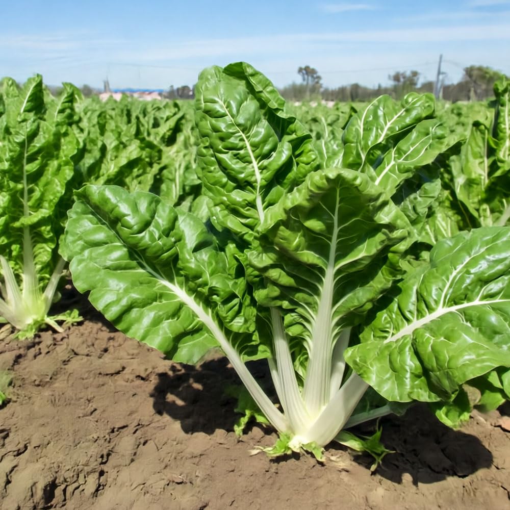 Chard Verde A Costa Argentata Organic Seeds – Organically Grown Seed – Tasty Leaves & Cruchy Stems – for Your Beautiful Kitchen Garden