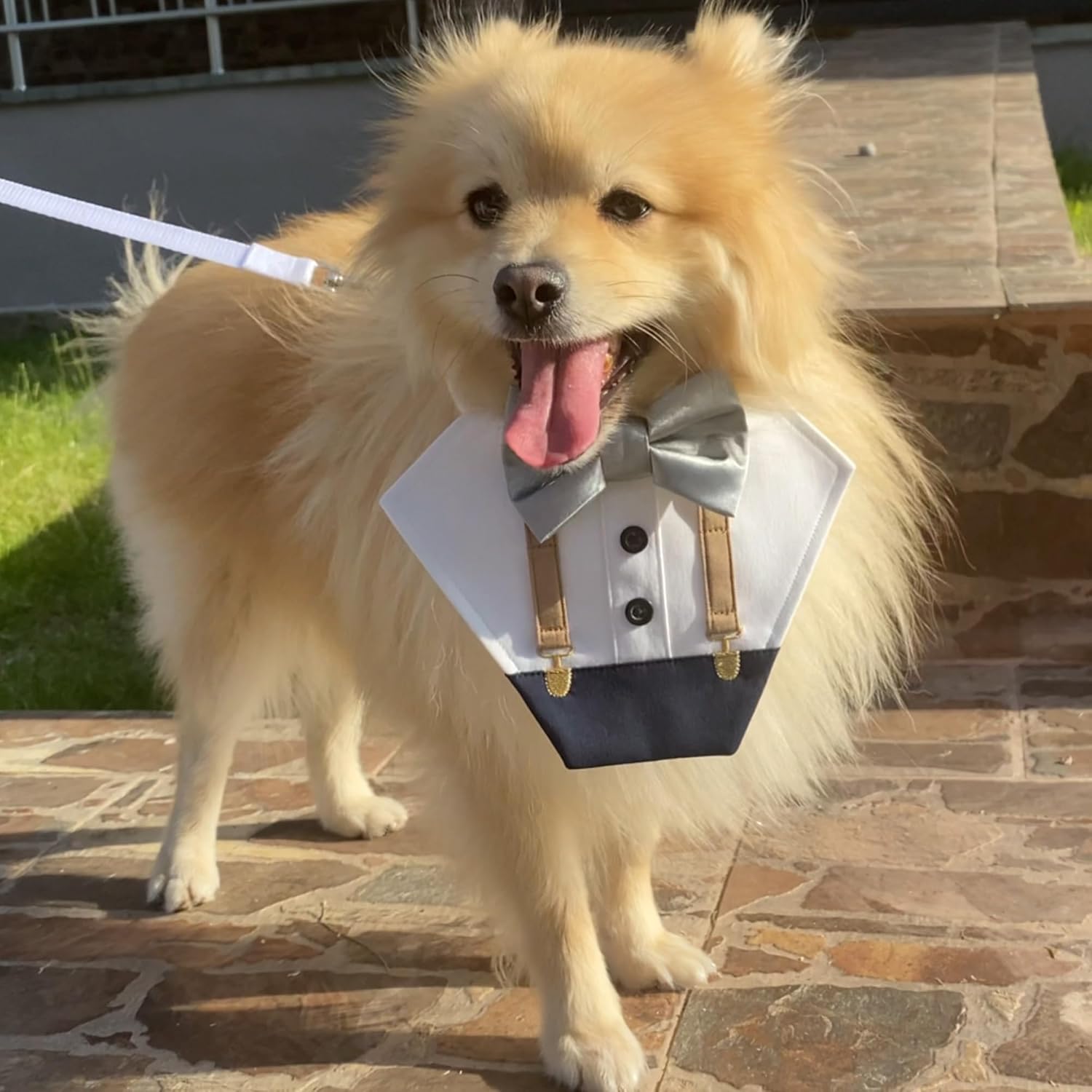 Custom Dog Tuxedo with Bow Tie & Suspenders | Optional Ring Bearer Clasp | Wedding Dog Tuxedo | Party Pet Bandana | Perfect Outfit for Wedding & Birthday by ACORD EU (Light Beige)