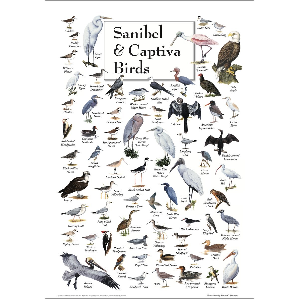 Earth Sky + Water - Sanibel & Captiva Birds - Poster