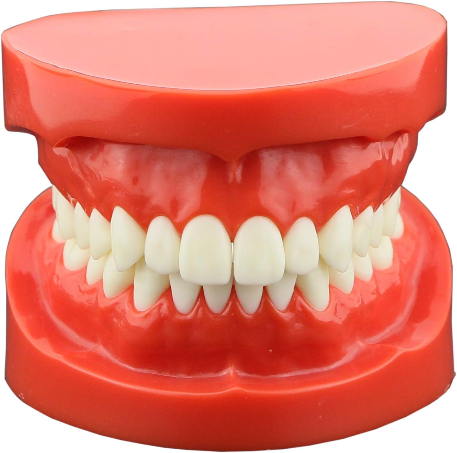 Dental Typodont Standard Teeth Model for Teaching Practice Demonstration Flossing Model for Adult