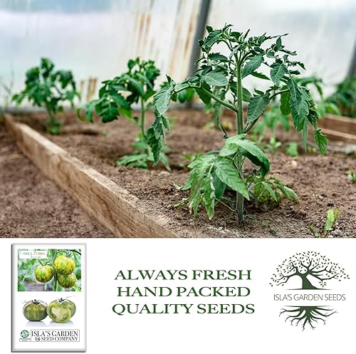 Miniatura 4 de Semillas de tomate Green Zebra (Solanum lycopersicum) Más de 50 semillas tradicionales no transgénicas de Isla's Garden Seeds, tomates verdes a