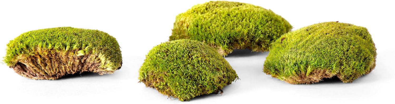 SuperMoss (21891) Topa Moss Preserved | Eco-Friendly Home & Wall Décor for Terrariums, Wedding Tables, Indoor Planters & More, 1564 cu in (Appx. 3 lbs.), Fresh Green