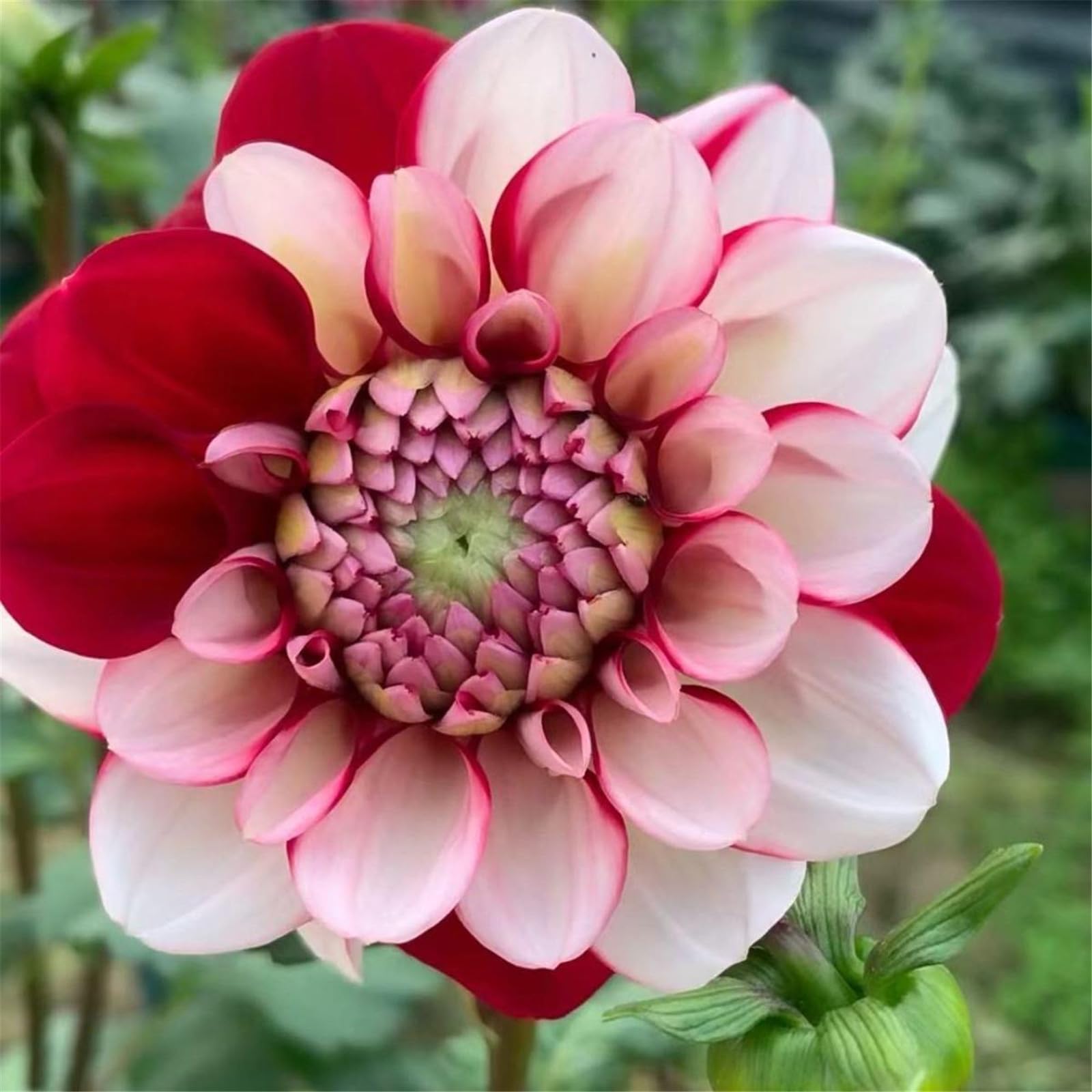 CFGRDEW) Dahlien knollen/Dahlien zwiebeln/Winterhart  Pflanzen/Topfpflanzen/Rhizome/Zierpflanzen/langlebig/Blumenbeete/Garten-2zwiebeln-F  : Amazon.de: Garten