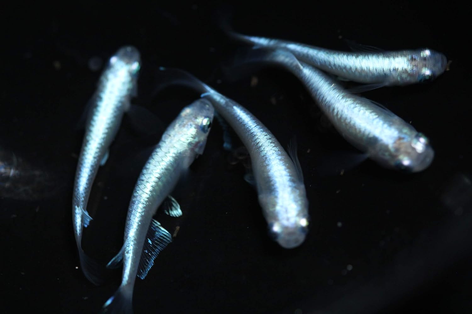 メダカ 青幹之 あおみゆき めだか 上物5匹 名生園 こだわりの生体をお届けします 名生園 観賞魚 水中生物 通販 Amazon