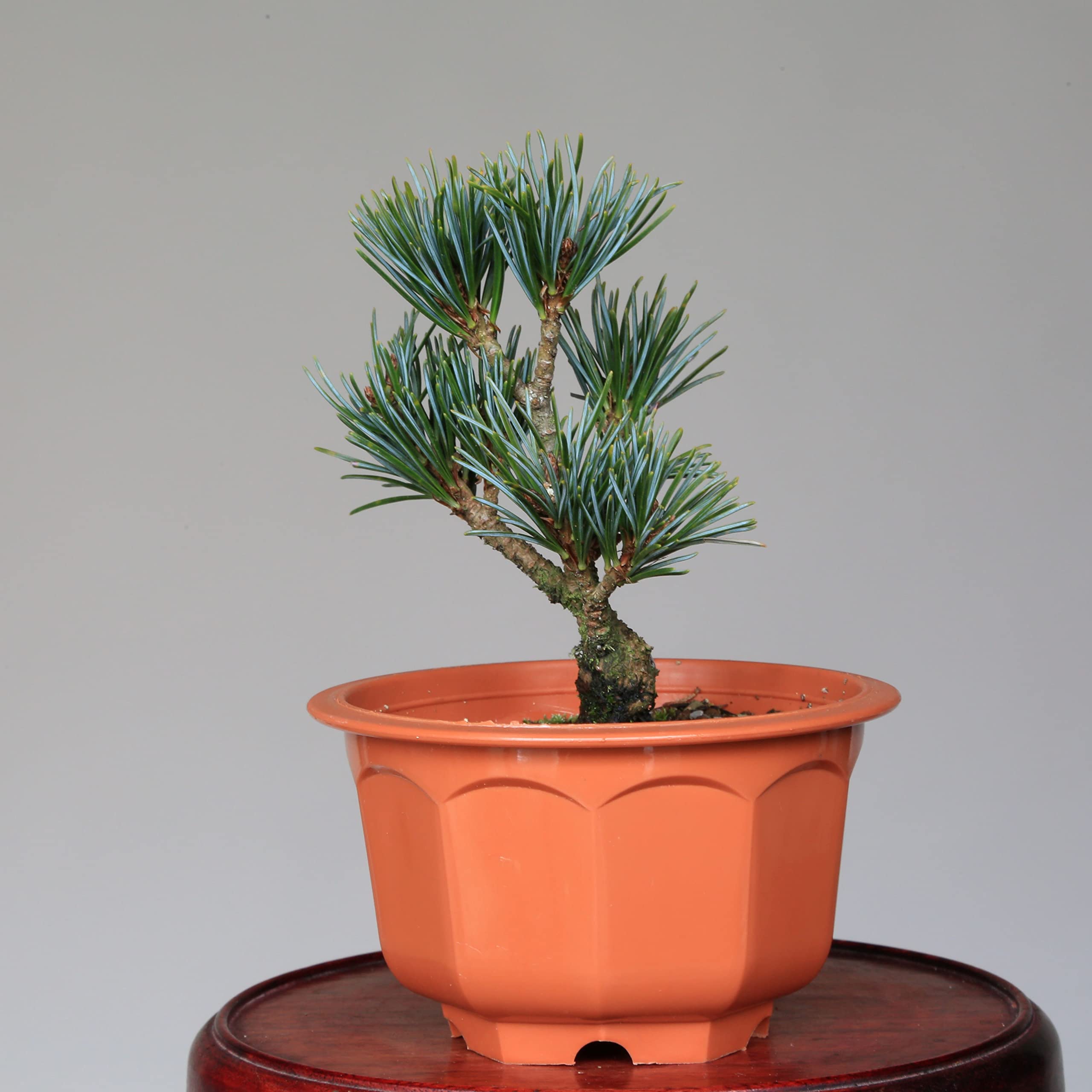 Amazon.co.jp: 吾妻五葉松『宝来』ミニ盆栽・素材【泰寿園 Online