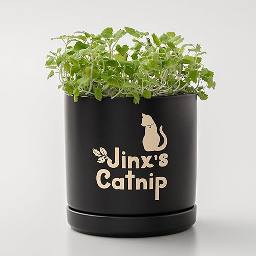 Miniatura 5 de Cricut Joy Xtra Smart - Muestreador de vinilo extraíble (9.5 x 12 pulgadas), vinilo temporal para manualidades y decoración, sin residuos, vinilo