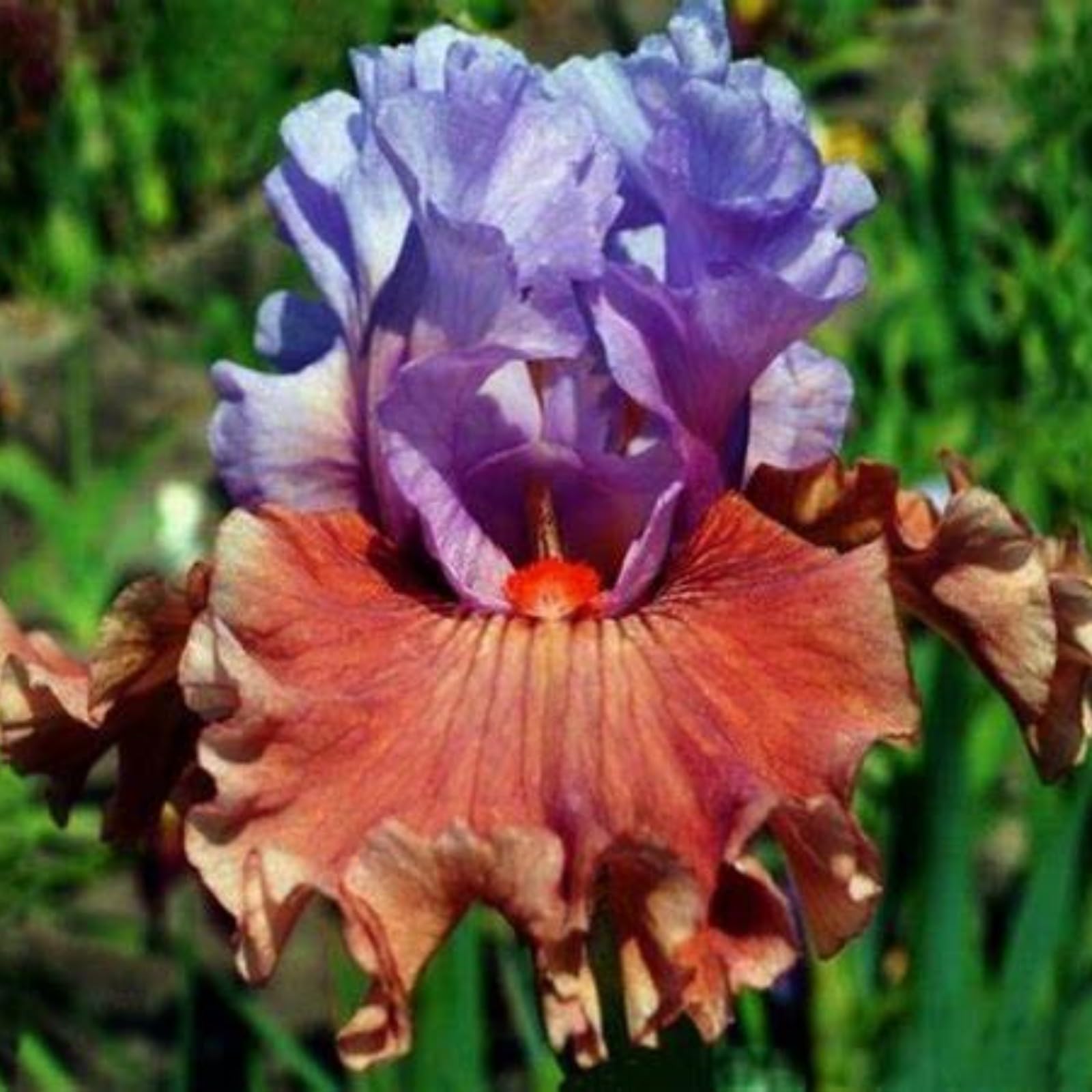 Iris Bulbs for Planting Now UK Ornamental Perennial Excellent Display Natural Organic Easy Plant Hard Greening Flower Good for Containers Unique.-5Bulbs-G — image 1