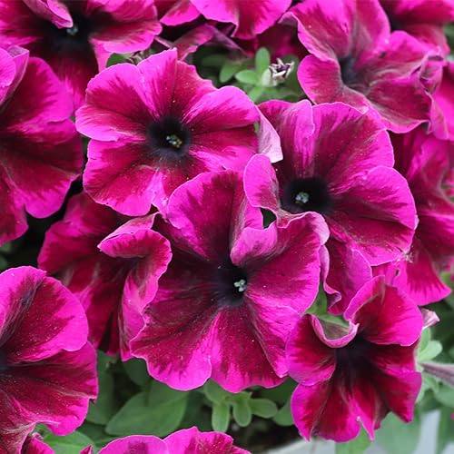 Miniatura 2 de Más de 5000 semillas mixtas de Petunia Hybrida para plantar, plantas de semillas de flores de petunia colgantes perennes para el hogar, jardín,
