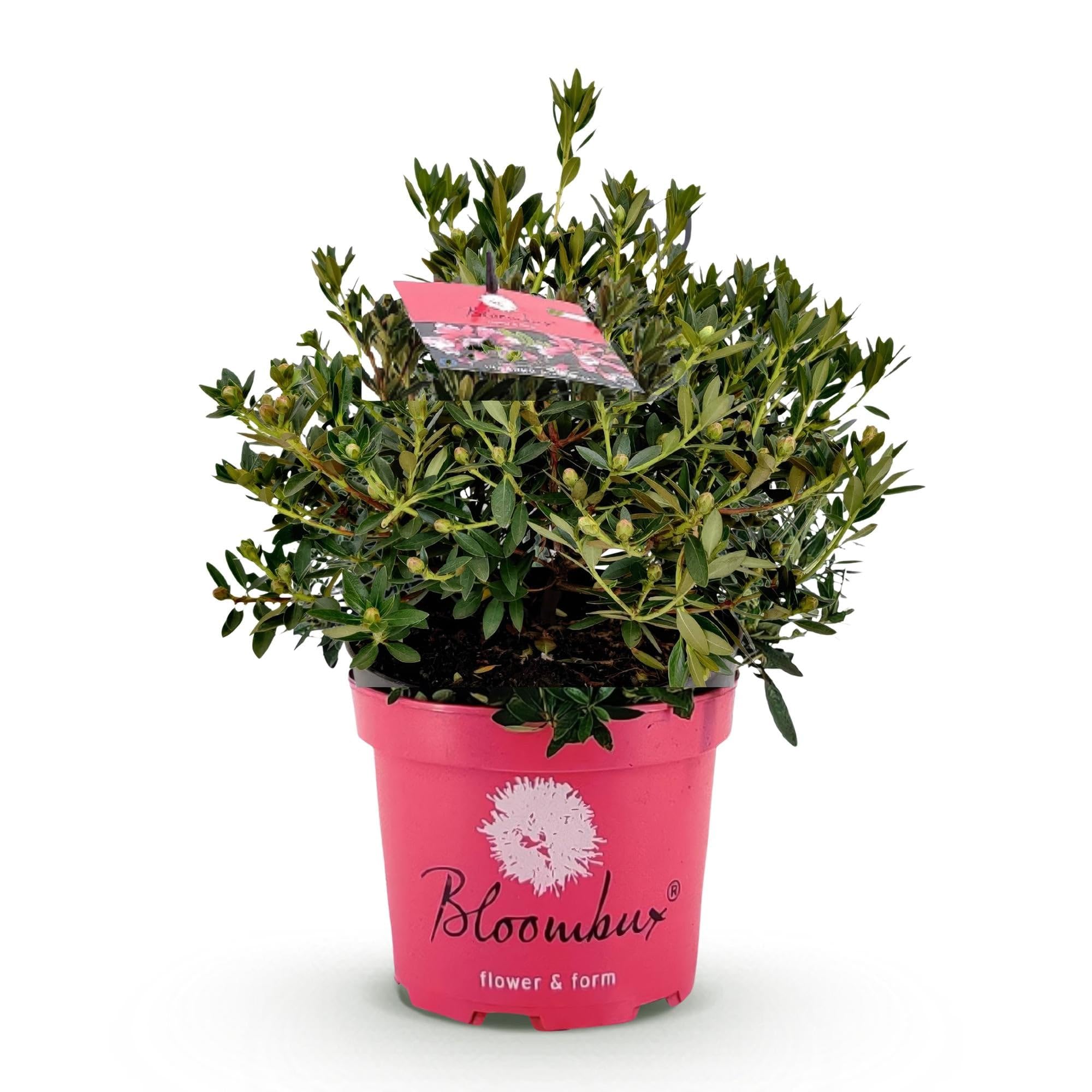 Rhododendron Bloombux Magenta Zwerg-Rhododendron als Buchsbaum-Ersatz 23 cm