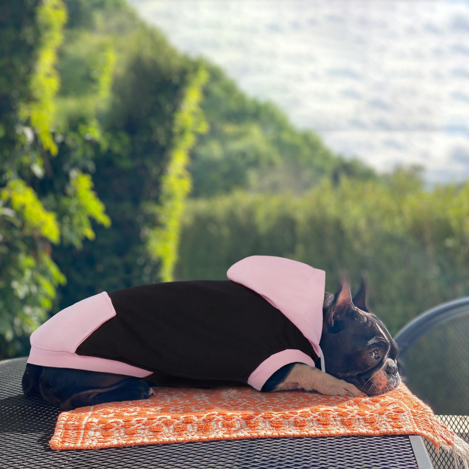Pull Chien - Sweats à Capuche pour Chiens, Sweatshirt Chien sans Manches, Capuche Chien en Coton pour Chat Yorkshire Jack Russell, Rouge M