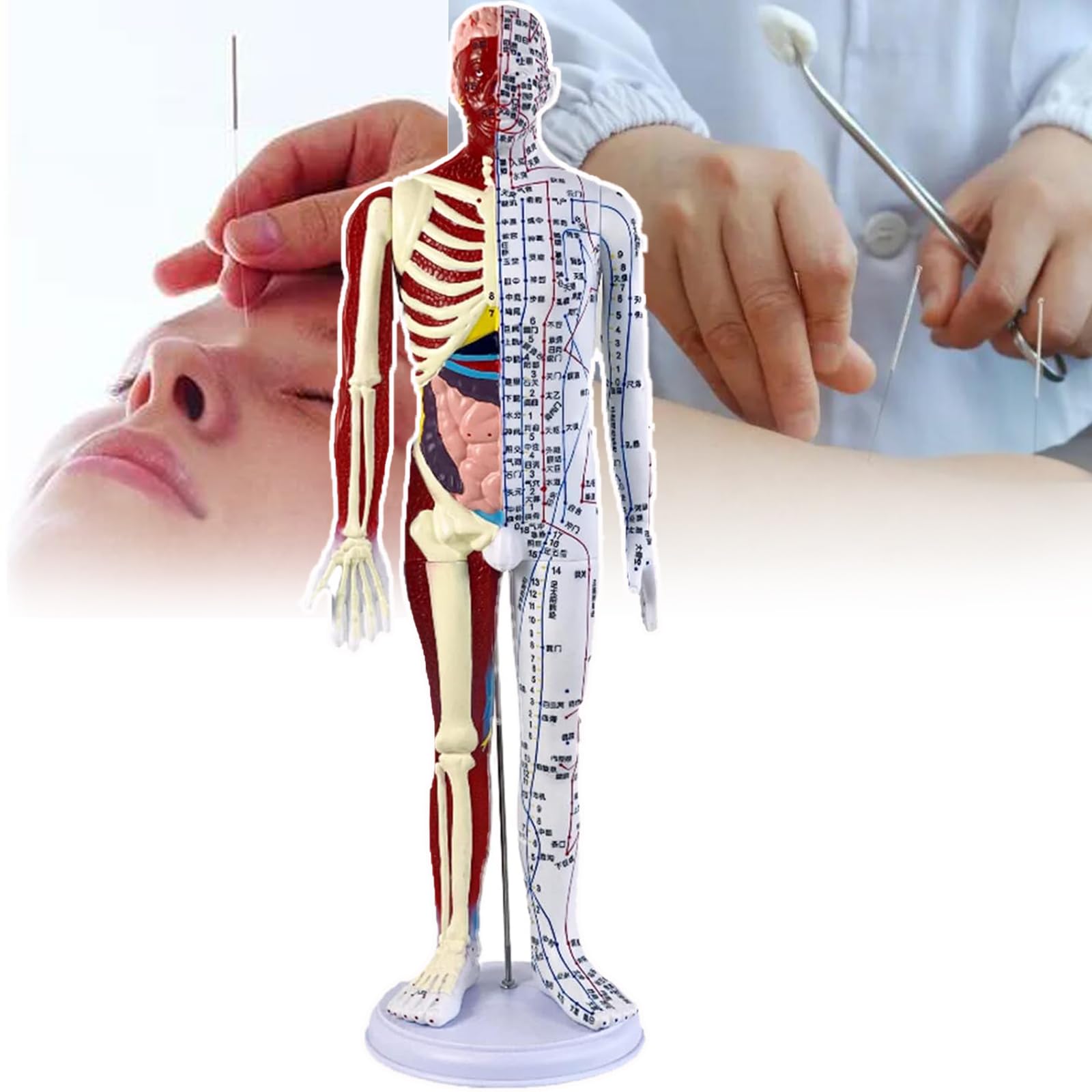 Modelo de acupuntura humana con acabados detallados en PVC, diseño anatómico doble y base