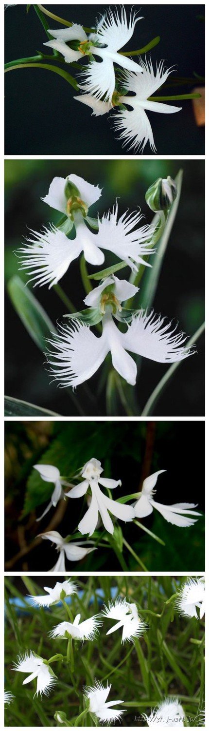 50 Samen Seltene Weie Taube Orchidee White Dove Orchids : Amazon.de: Garten