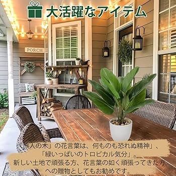 旅人の木 観葉植物 高さ110cm グリーン 事務所 カフェ インテリアグリーン 旅人の木 観葉植物 高さ110cm グリーン 事務所 カフェ