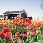 MIXXIDEA Sunflower Bird Feeder Baths for Outdoors Small Stick into Ground Cute Tray for Outdoor Garden Decoration for Bird Lovers (redflower)