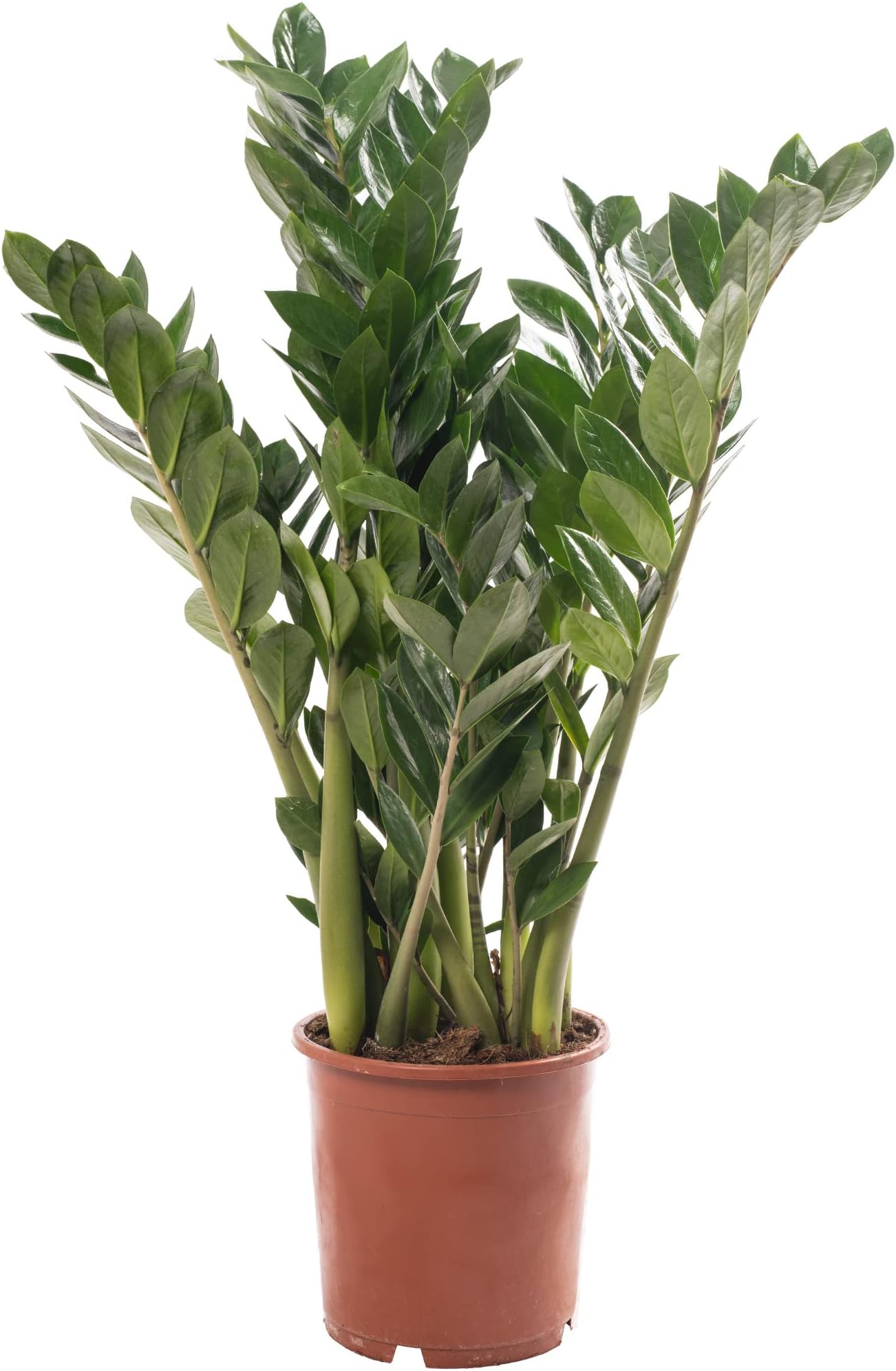 1 x Zamioculcas Large Indoor House Plant Real ZZ Evergreen Exotic Tall Home Plants (80-90cm incl. Pot)