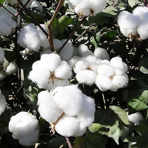 Miniatura 4 de QAUZUY GARDEN 20 semillas de algodón mexicano (Gossypium Hirsutum) de algodón de tierras altas  Semillas sin tratar sin OMG  Llamativa planta