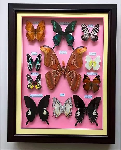 Amazon 昆虫標本 蝶標本ディスプレイ 額装された美しい蝶の壁の装飾 ユニークな蝶の剥製収集品 さまざまな種類の蝶 休日や誕生日のクラフトギフト用 インテリア オンライン通販