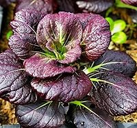200 Purple Lady Bok Choy Seeds - Heirloom Pak Choi Brassica Rapa, High Germination Vegetable for Cool Season Gardens