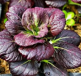 200 Purple Lady Bok Choy Seeds - Heirloom Pak Choi Brassica Rapa, High Germination Vegetable for Cool Season Gardens