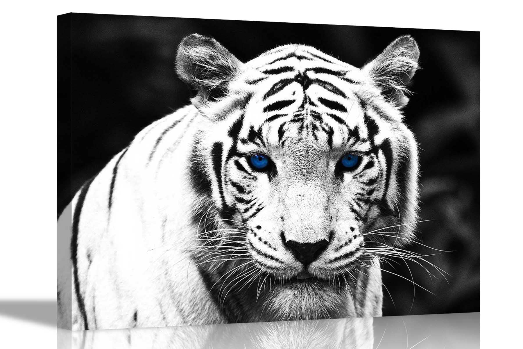 Artley Prints White Tiger Blue Eyes Sunrise Canvas Art Pictures Framed Hanging Stretched Bedroom Modern Kids Artwork Extra Large 101 X 76Cm (40 X 30 Inches)