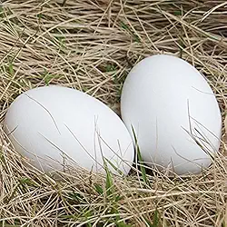 Masterproofing Ovos falsos de madeira, ovos de Páscoa - 6 peças (branco)