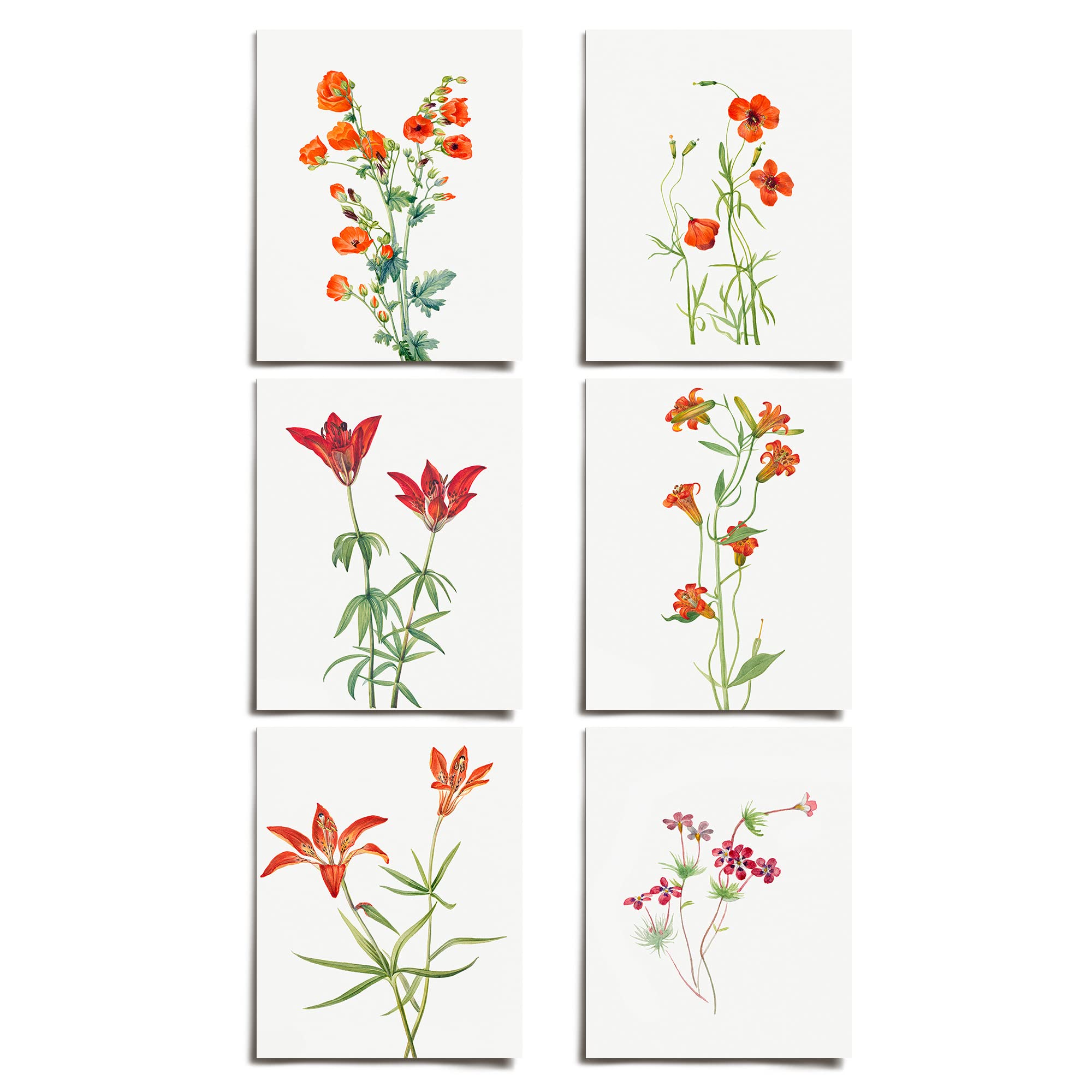 Vintage Small Tiger Lily Floral Prints (6 PRINTS) | Modern Wall Art Victorian Illustration UNFRAMED Modern Decorations | Antique Decor Boho Abstract Set Aesthetic | Living Room Bedroom Bathroom Office Kitchen Large Poster | Boy Girls Teen Kids Baby | MaryWalcottSET39P-4x6