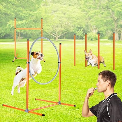 dog agility equipment