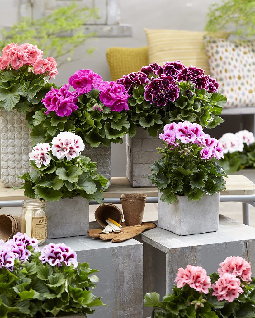 Bloomique - Lot de 6 - Pelargonium Zonale - Géraniums dressés - Plantes de jardin - Hauteur 15-20 cm - Pot 10,5 cm
