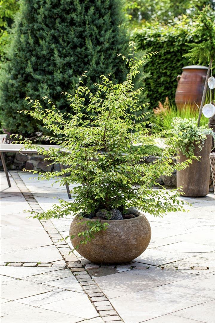 Fagus sylvatica 150175 cm  Winterhart, Mehrjhrig, Pflegeleicht   Rotbuche  Heckenpflanze fr Garten & Sichtschutz : Amazon.de: Garten