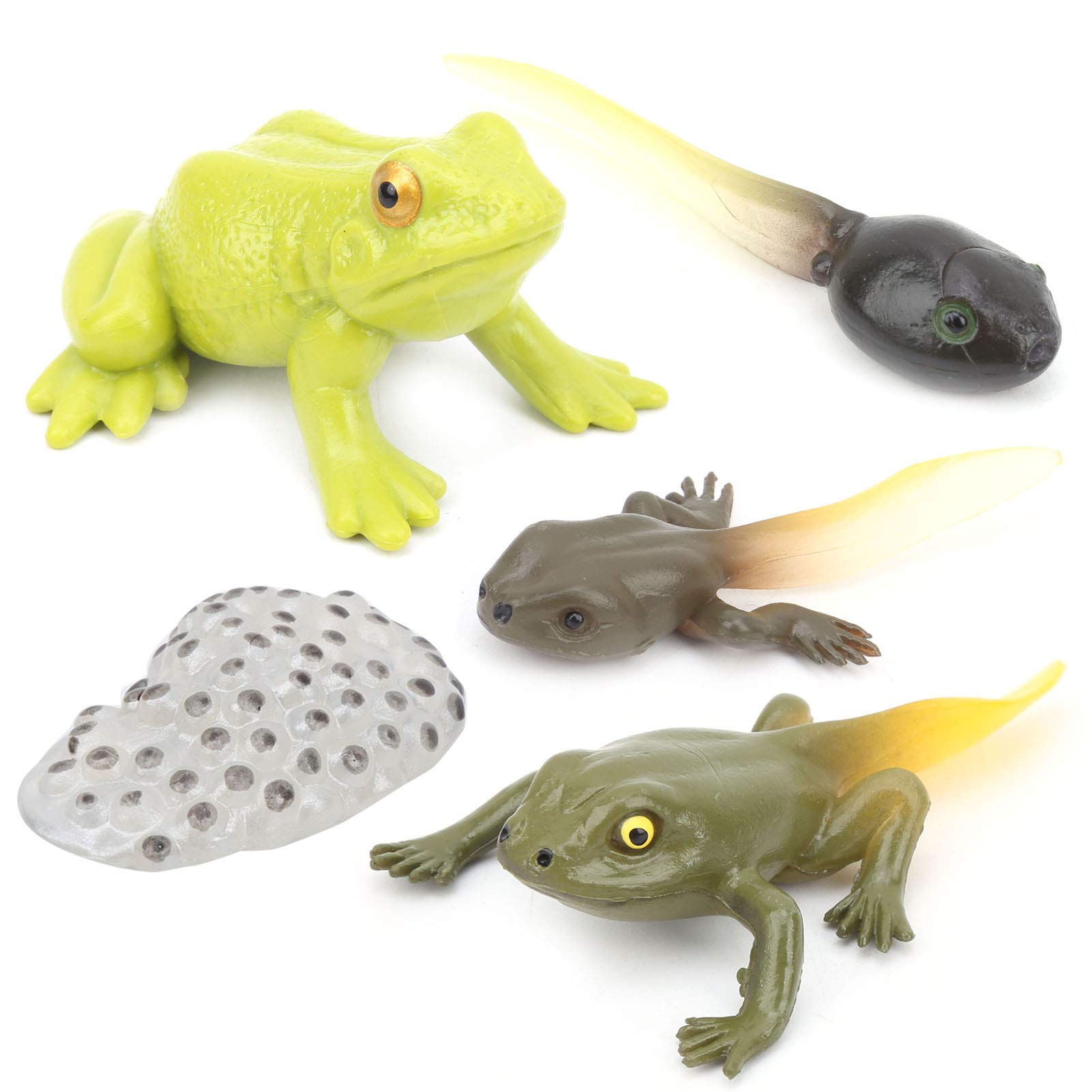 Buy Fabater Life Cycle Model Convenient Animals Growth Cycle Mode