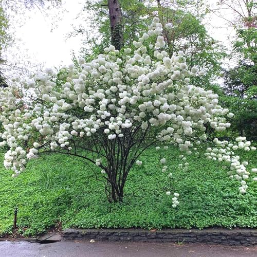 Old Fashion Snowball Viburnum Plant Live From 6 To 12 Inc Tall 4 Inc Pot, Japanese Viburnum Shrub #TOP5