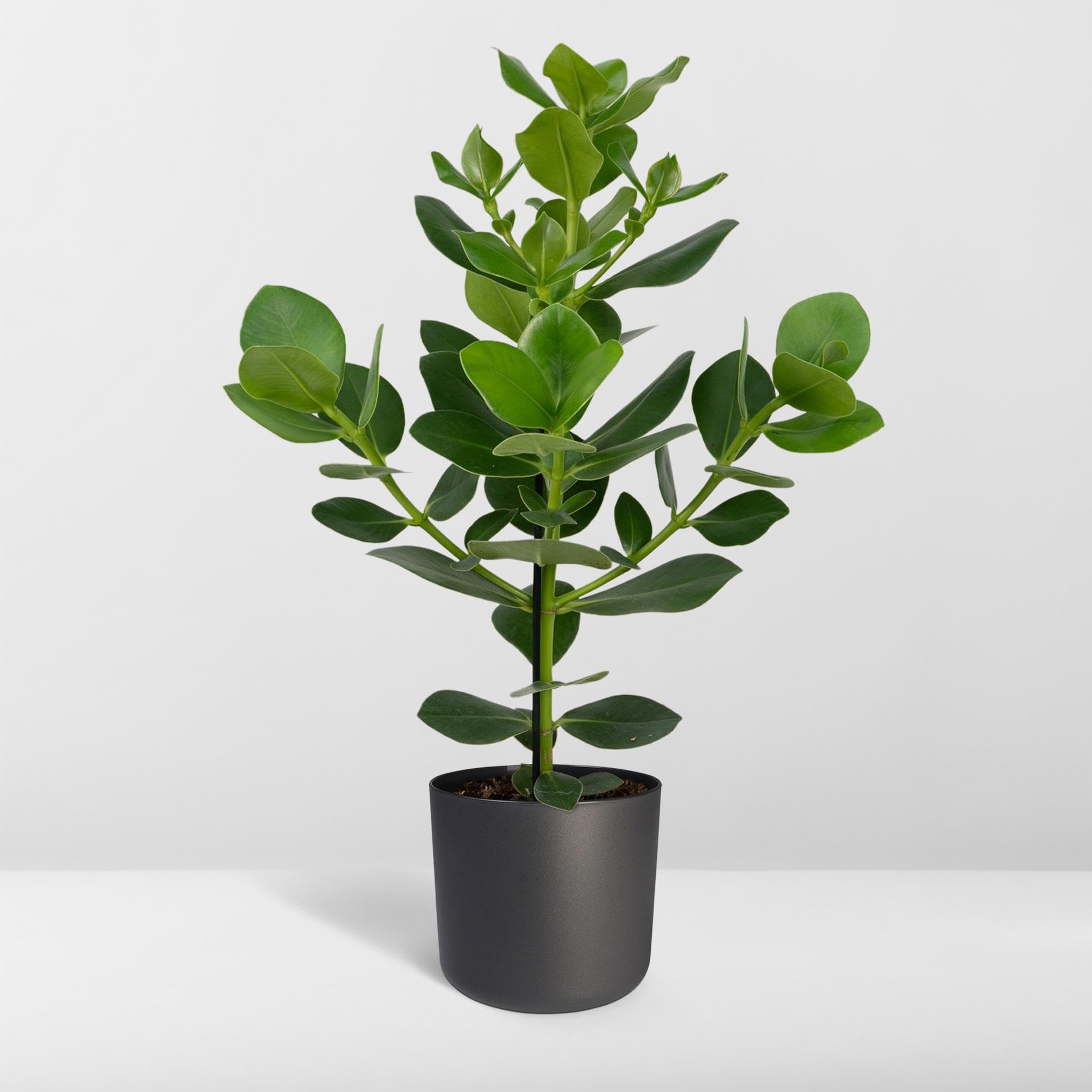 Clusia Rosea Princess zielona roślina do użytku wewnątrz i na zewnątrz, zielona, Ø 17 cm, 60 cm