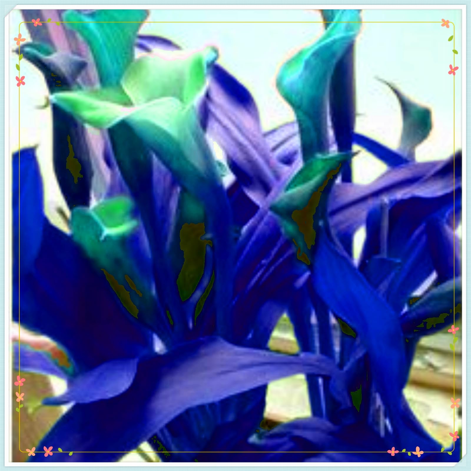 Perennial,Gorgeous Calla Lily Bulbs, Hardy, Professional for Beautiful Garden Displays-2 Bulbs-H