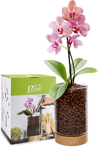 Pot & Pebble Maceta de cristal para interiores con base de madera y control de nivel de agua transparente para visibilidad de la raíz (adecuada para
