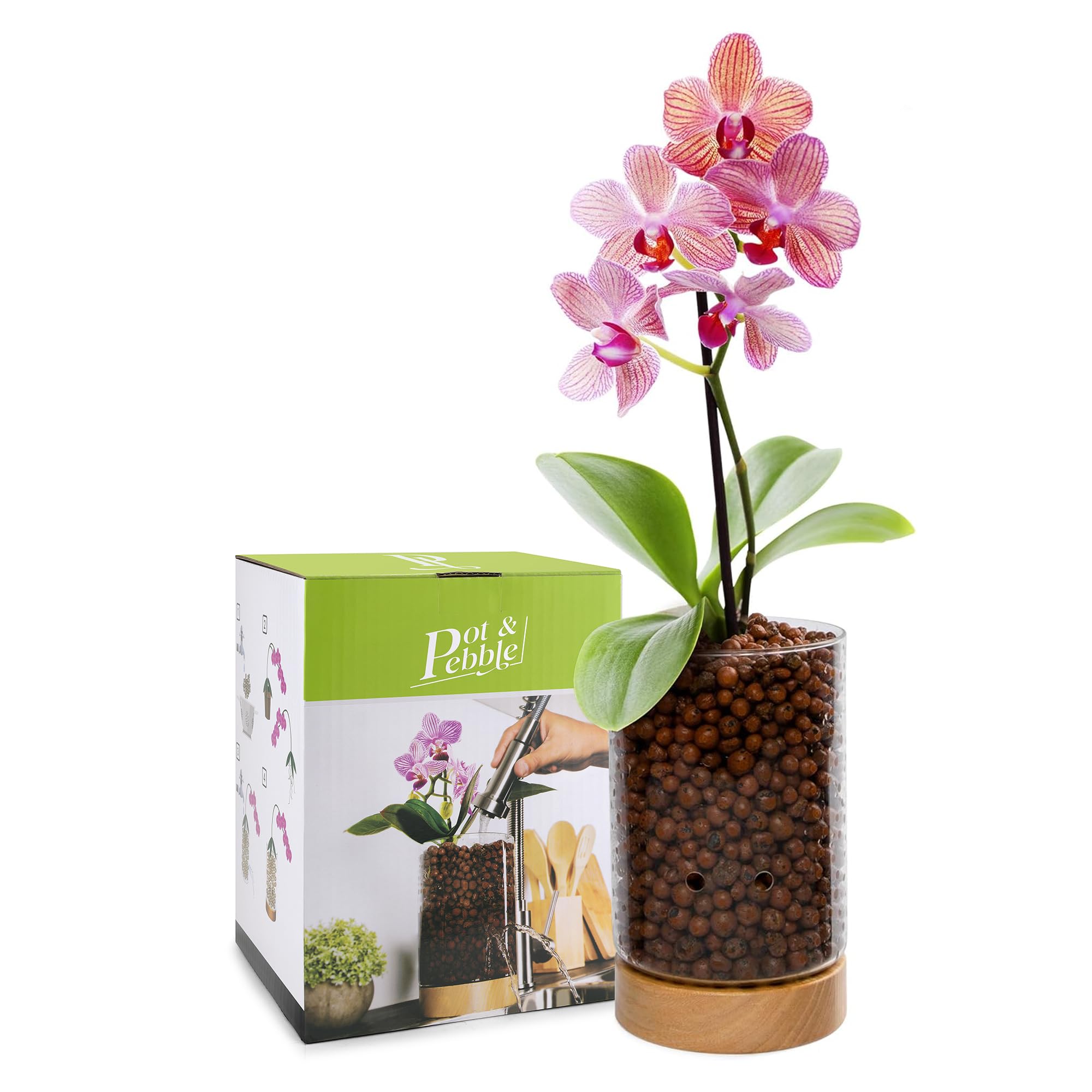 Pot & Pebble - Maceta de vidrio C1 con base de madera - Maceta de vidrio para interiores con agujeros de control de nivel de agua - Cultiva plantas en guijarros de arcilla LECA/medios similares
