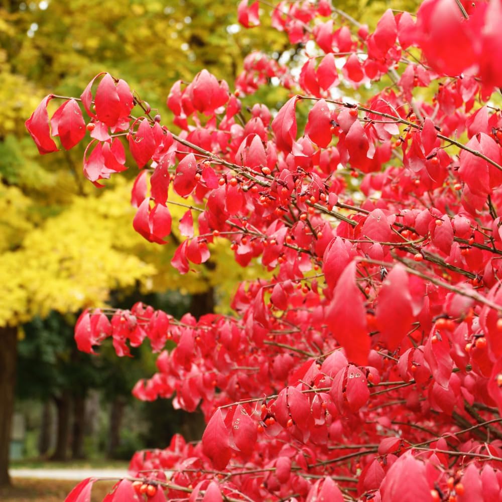 20 Burning Bush Trees, Dwarf Burning Bush Bareroot, Red Hardy Shrub Live Plants, Outdoor Garden Growing, No Ship to HI, AK, PR