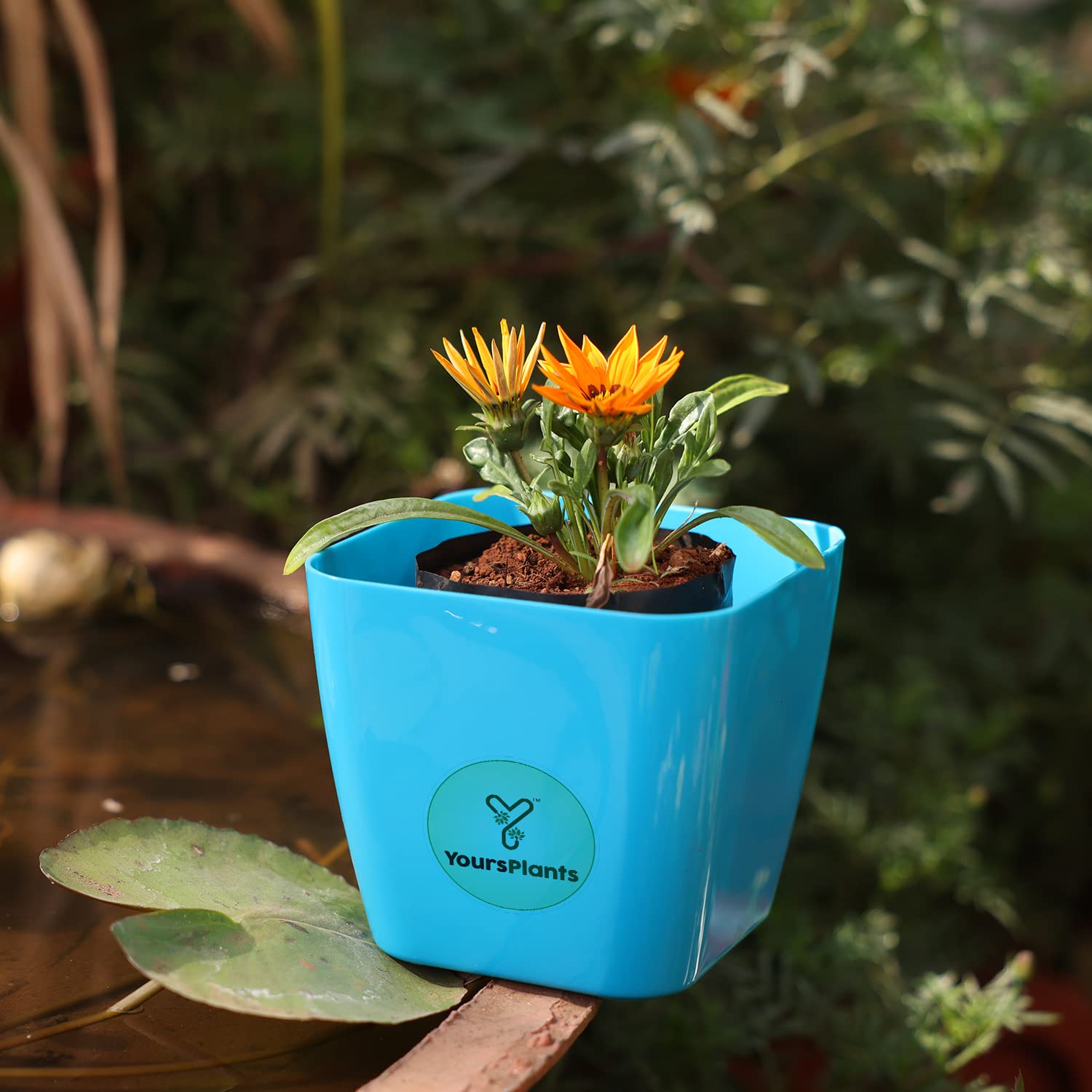 YoursPlants? Stunning Gazania Sunshine Flower Plant with Elegant Designer Pot (Orange) (B0C2L32WHB) Amazon Price History, Amazon Price Tracker