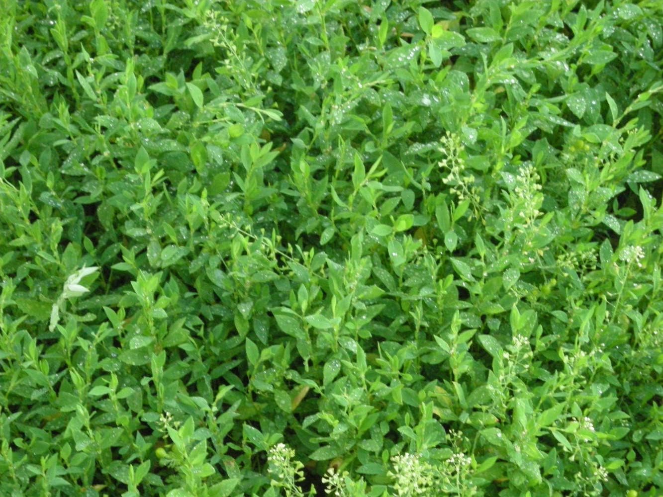 Health Embassy Knotgrass Herb | Polygonum Aviculare L | Herbal Tea (50g) - Image 4