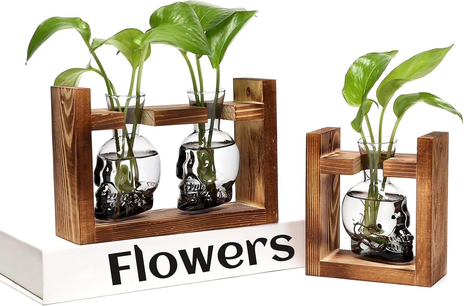 2+1 Plant Terrarium Plant Propagation Station Gifts for Father Halloween Skull Home Office Decor with Wooden Stand
