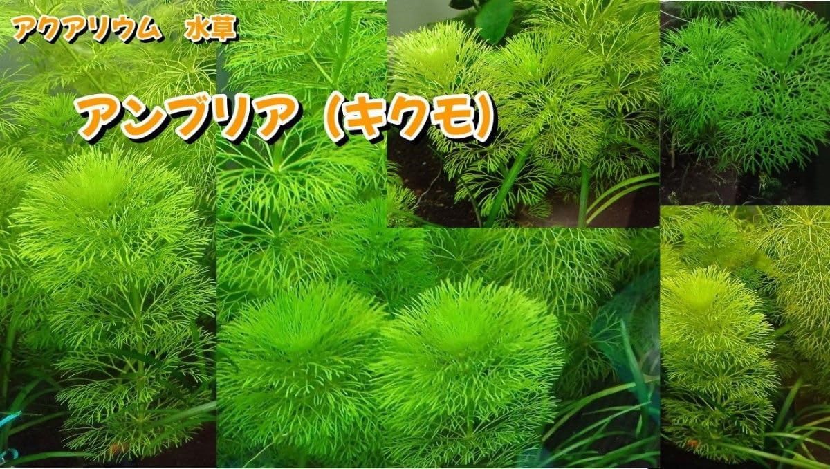 アンブリア（キクモ） アクアリウム 水草