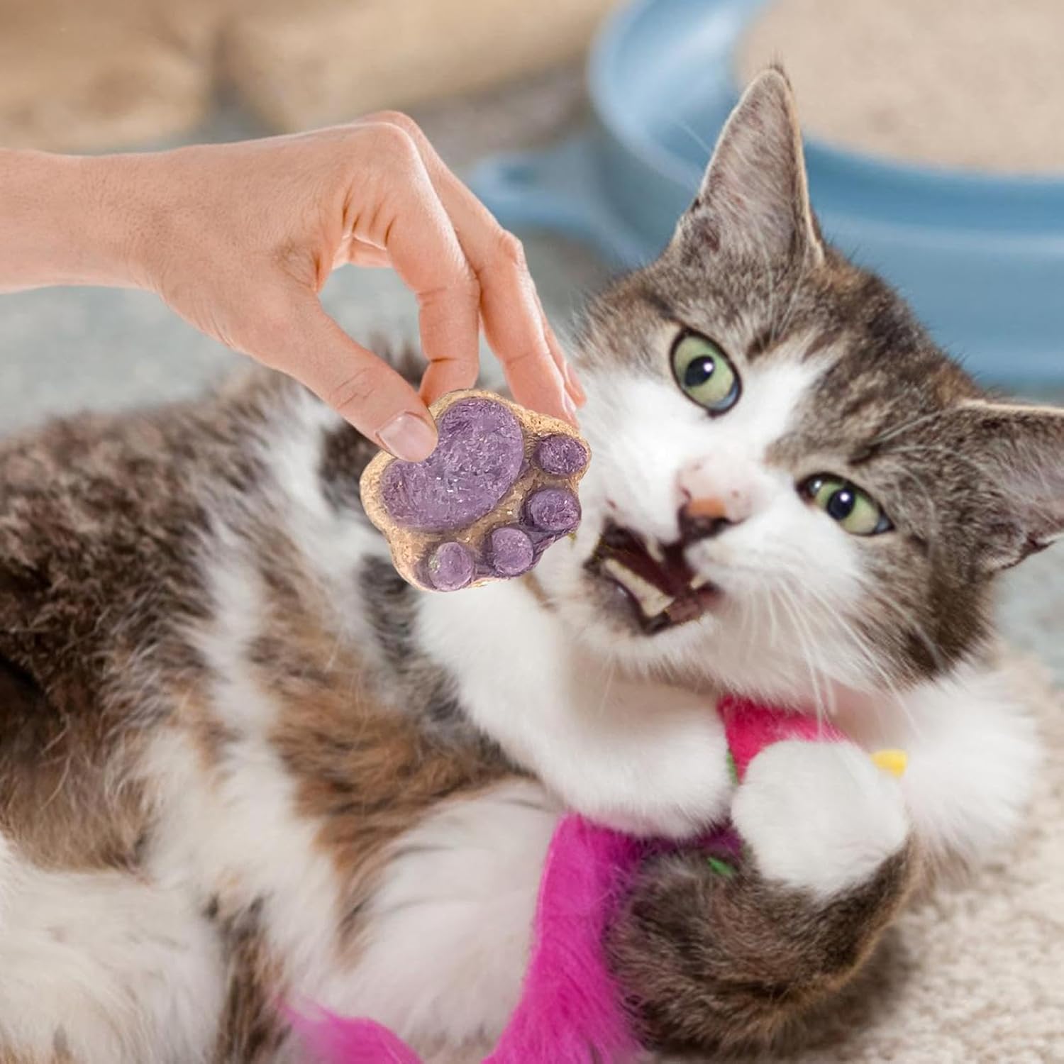 10pcs Paw Shaped Cat Snack Kittens Foods Treat Cat Oral Cleaning Snacks Cats Treat Selection Cats Grass Sticks For Indoor 5g 6 71dJHgP7GiL. AC SL1500