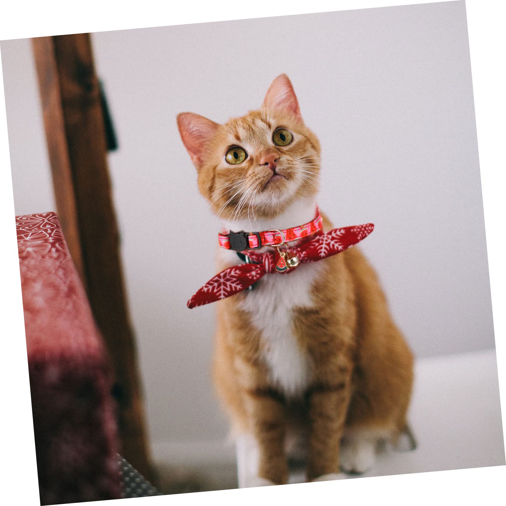 INOOMP 12pièces Collier pour Chat Réglable avec Cloche Et Accessoires Fruits Avocat Ananas Pastèque Cerise Colliers Sécurisés pour Animaux De Compagnie