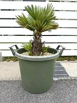 【現品】チャメロプス　フミリス　ボルケーノ　9号　W3番 Amazon.co.jp: 幹太 美株 チャメロプス フミリス ボルケーノ