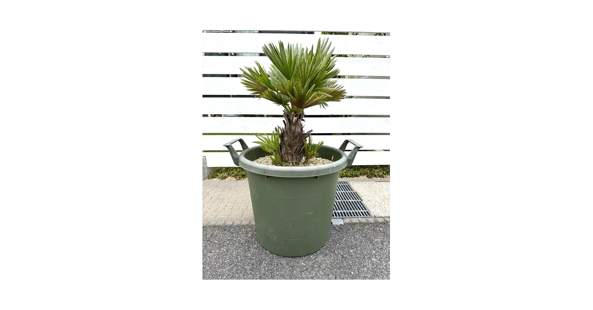 Amazon.co.jp: 幹太 美株 チャメロプス フミリス ボルケーノ