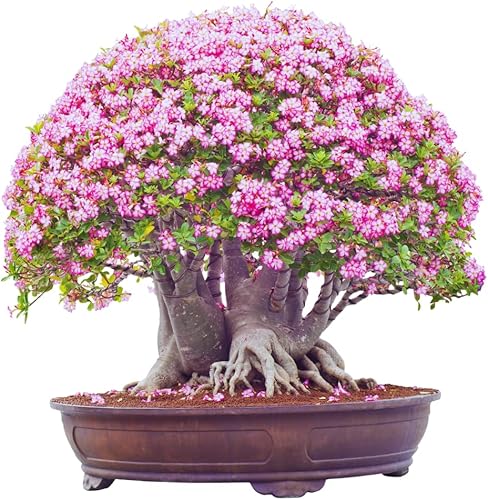 Miniatura 5 de Planta rosa del desierto viva, planta de rosa del desierto de Adenium viva, de 4 a 7 pulgadas de alto, planta suculenta con flores