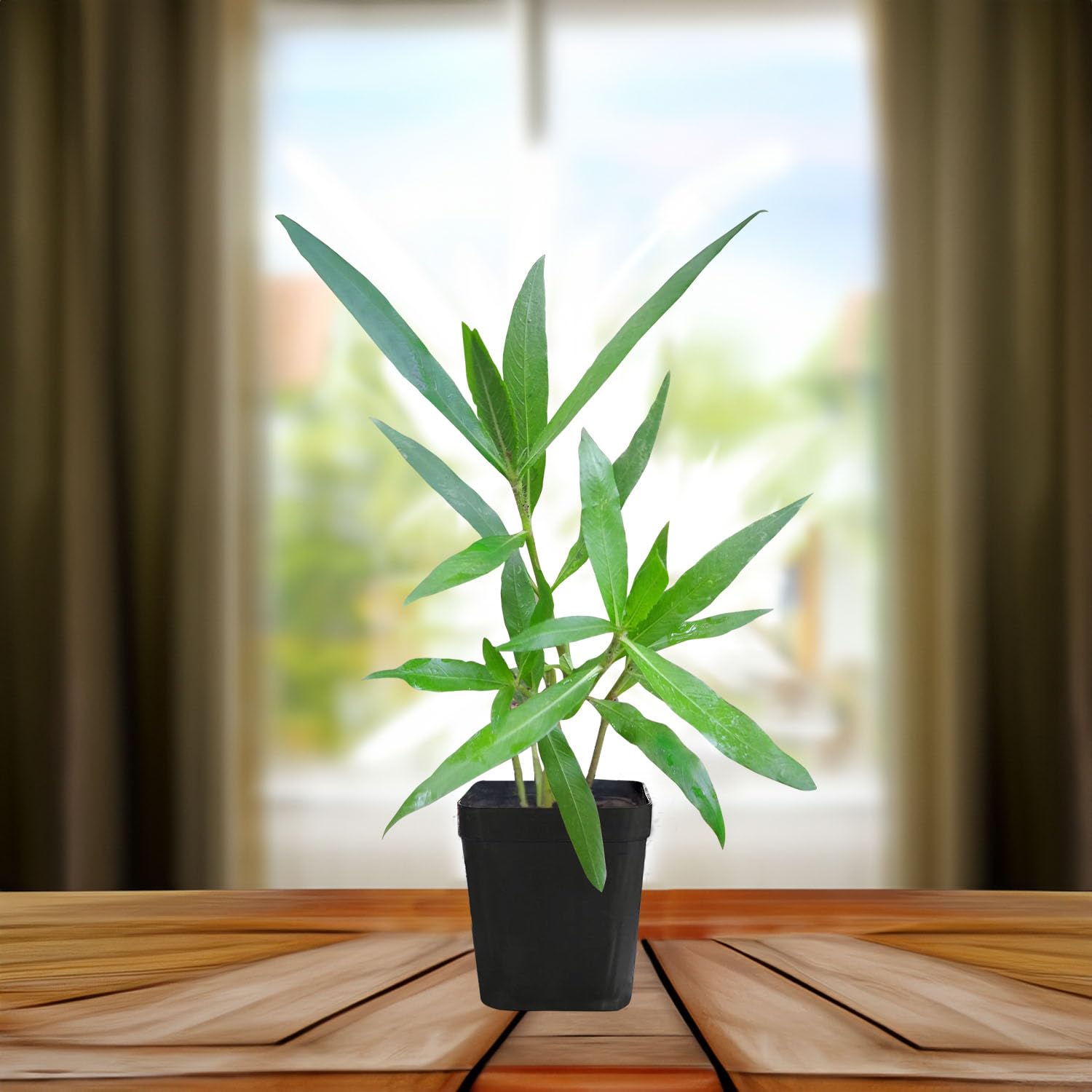 See full amazon price history chart for Gachwala Kulekhara Live Plant (Hygrophila Auriculata) Kokilaksha, Branolia Plant, Gokulakanta, Go-kanta, Gokanta, Kokilaksha, Neeramulli (Nirmulli), Swampweeds Ayurvedic Medicinal Plant Live with Pot Gachwala Kulekhara Live Plant (Hygrophila Auriculata) Kokilaksha, Branolia Plant, Gokulakanta, Go-kanta, Gokanta, Kokilaksha, Neeramulli (Nirmulli), Swampweeds Ayurvedic Medicinal Plant Live with Pot (B0B1QTL6RH) Amazon Price History, Amazon Price Tracker